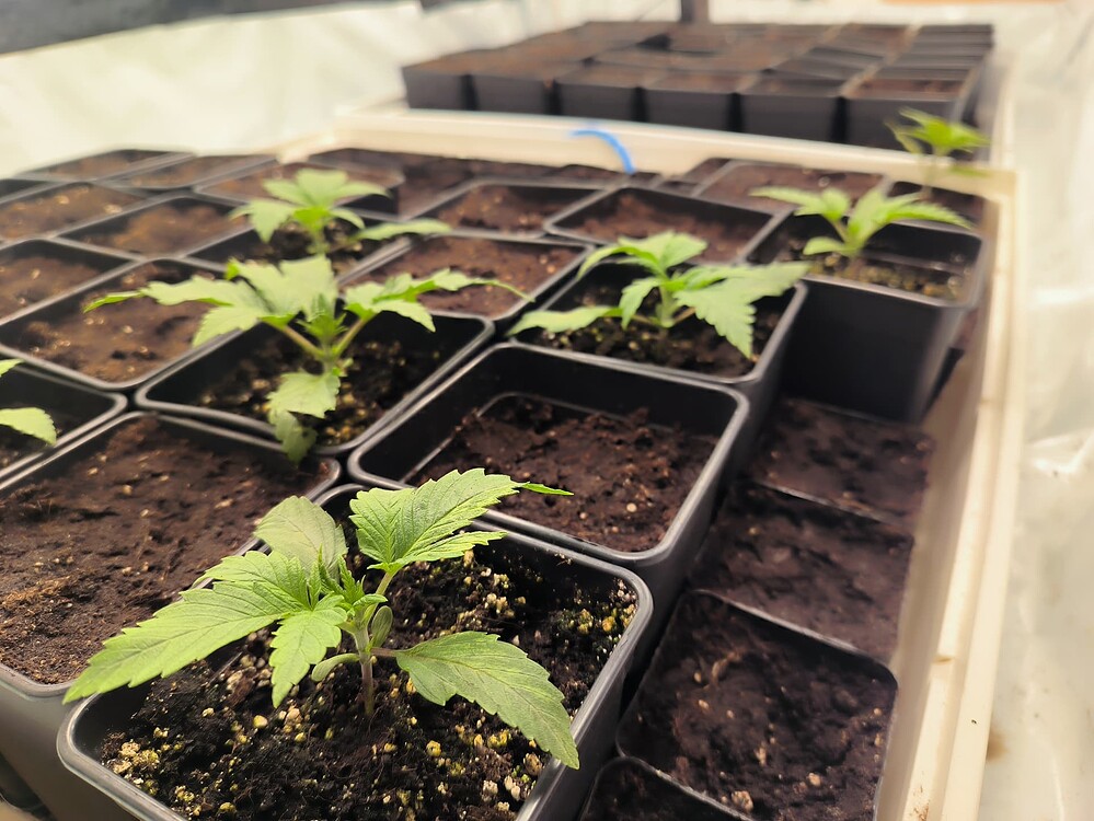 Mehrere junge Cannabis-Pflanzen in kleinen schwarzen Töpfen, die in Reihen auf einer weißen Unterlage stehen. Die Pflanzen sind im frühen Wachstumsstadium mit wenigen Blättern.