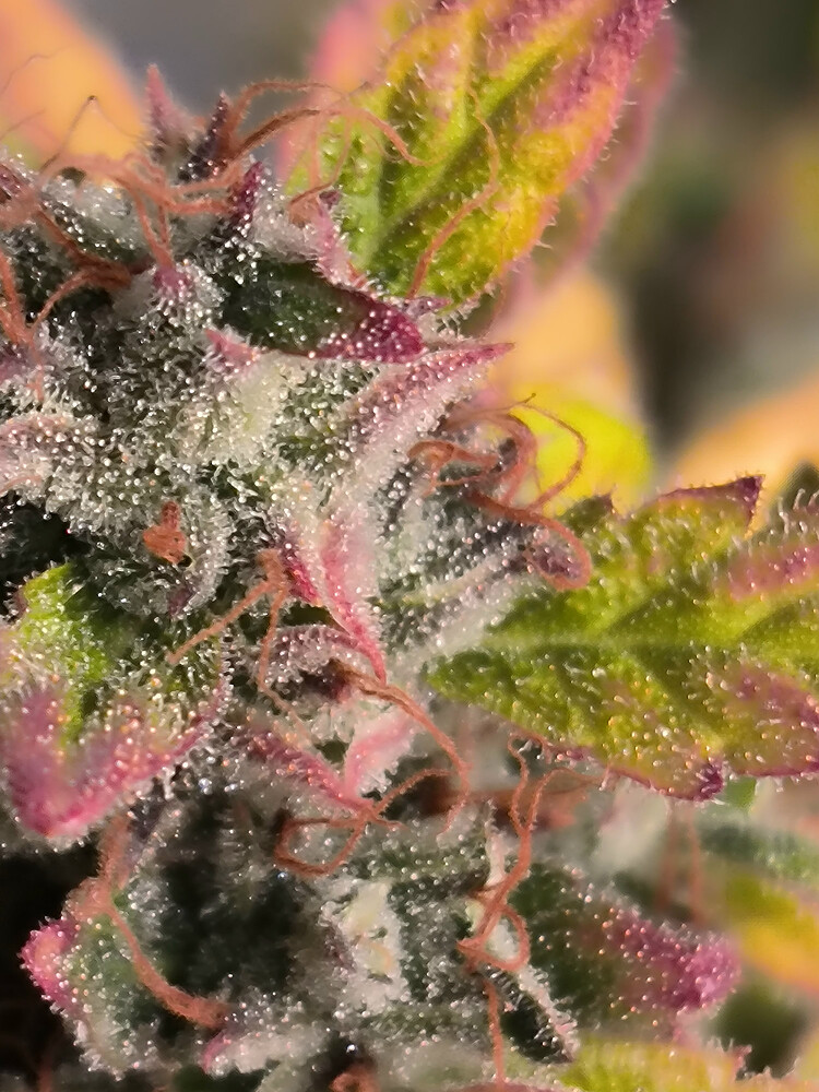 Growreport Bild 4