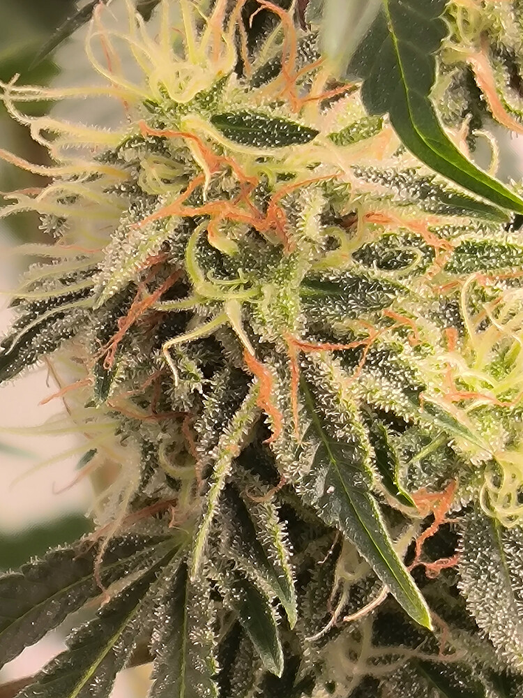 Growreport Bild 2