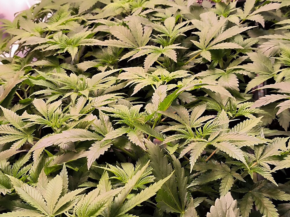 Eine dichte Ansammlung von Cannabis-Pflanzen im Wuchsstadium, die Blätter sind hellgrün und zeigen deutliche Merkmale von Cannabis.