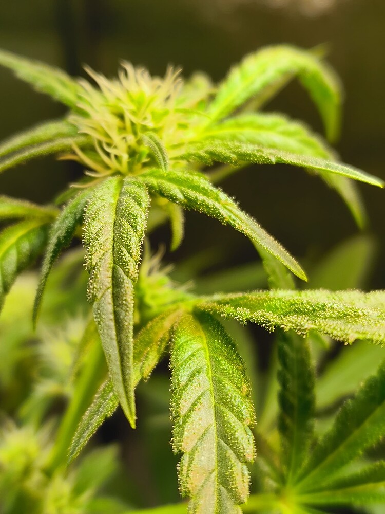 Growreport Bild 11