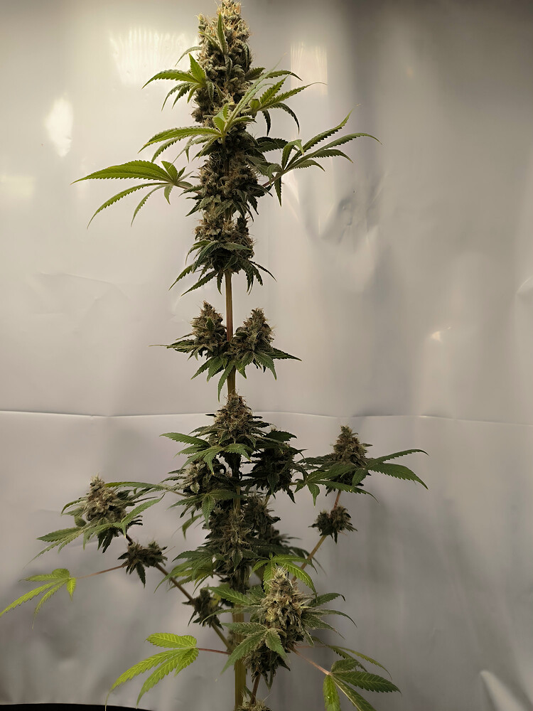 Growreport Bild 39