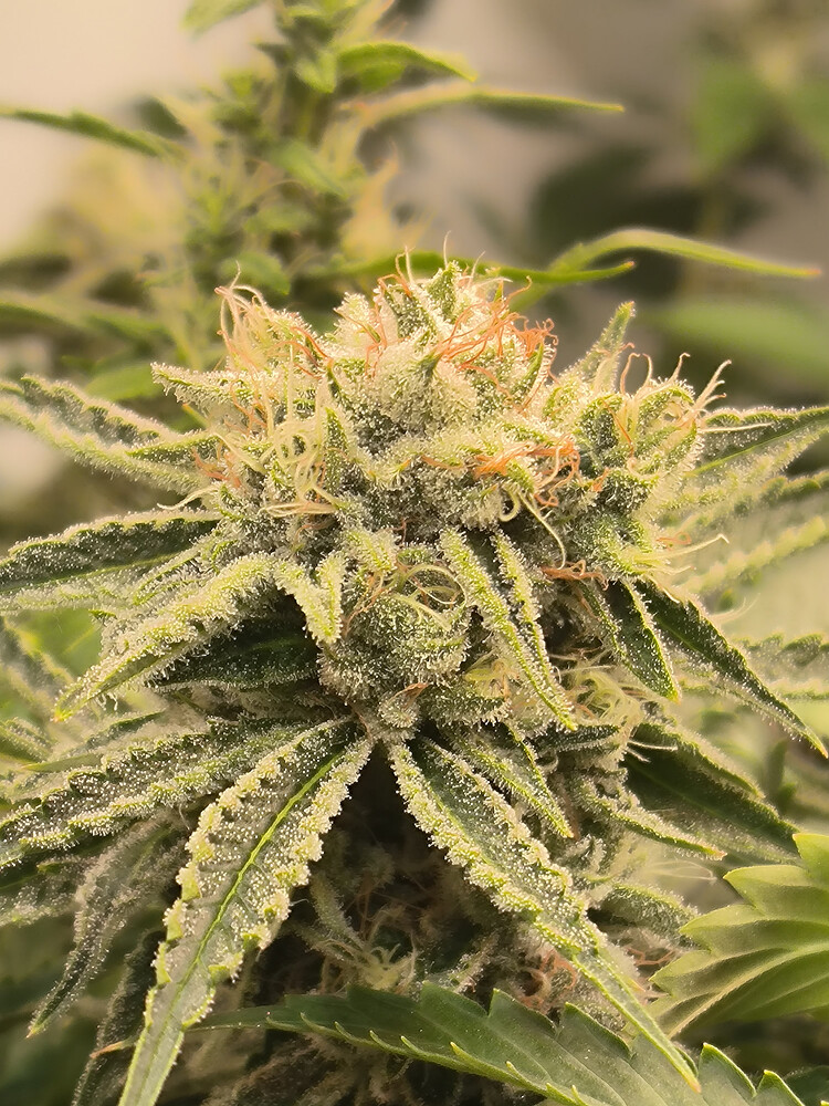 Growreport Bild 14