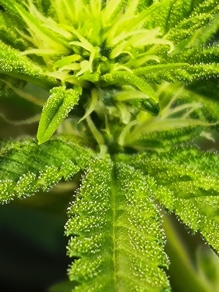 Nahaufnahme eines Cannabis-Buds in der Blütephase, bedeckt mit zahlreichen Trichomen.