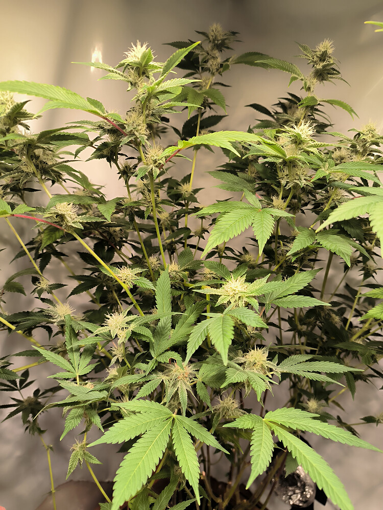 Growreport Bild 5
