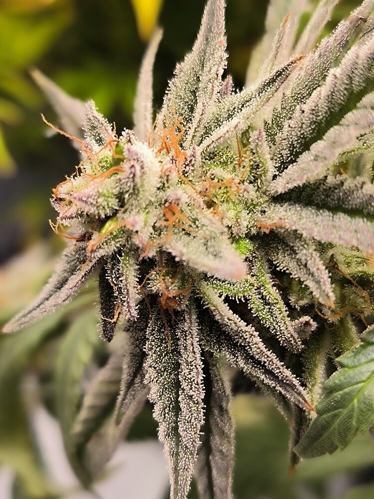 Nahaufnahme eines Cannabis-Buds mit vielen Trichomen und orangefarbenen Stempeln.