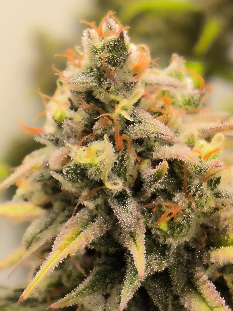 Nahaufnahme eines Cannabis-Buds mit vielen Trichomen und orangefarbenen Stempeln.