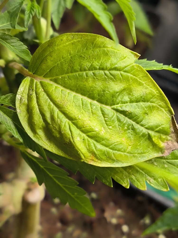Growreport Bild 8