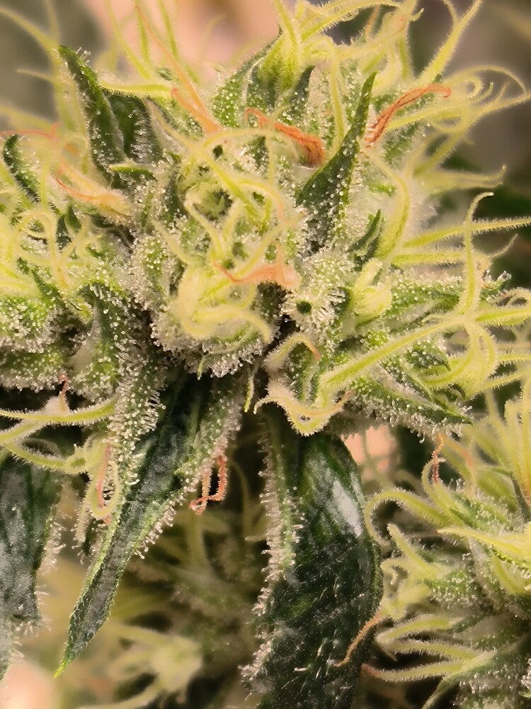 Growreport Bild 15