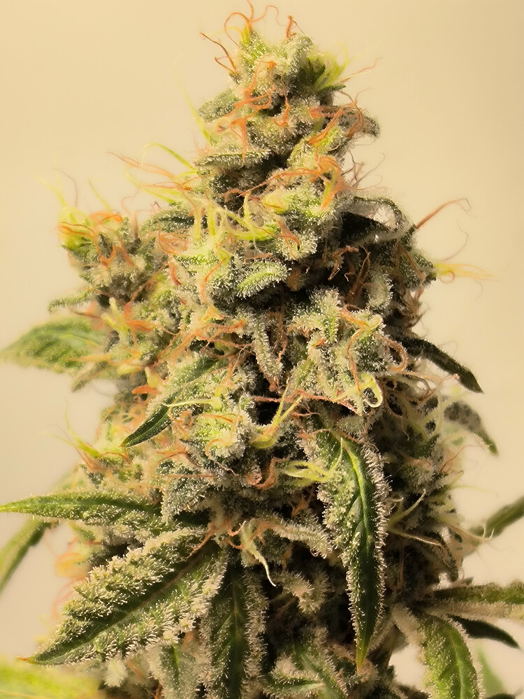 Growreport Bild 36