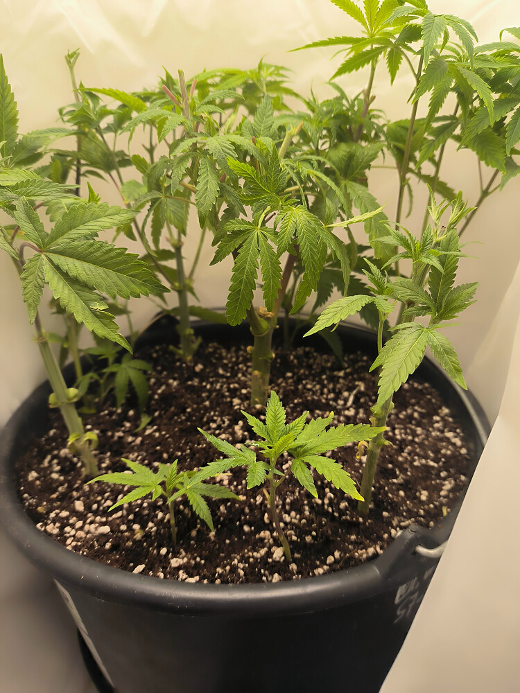 Growreport Bild 83