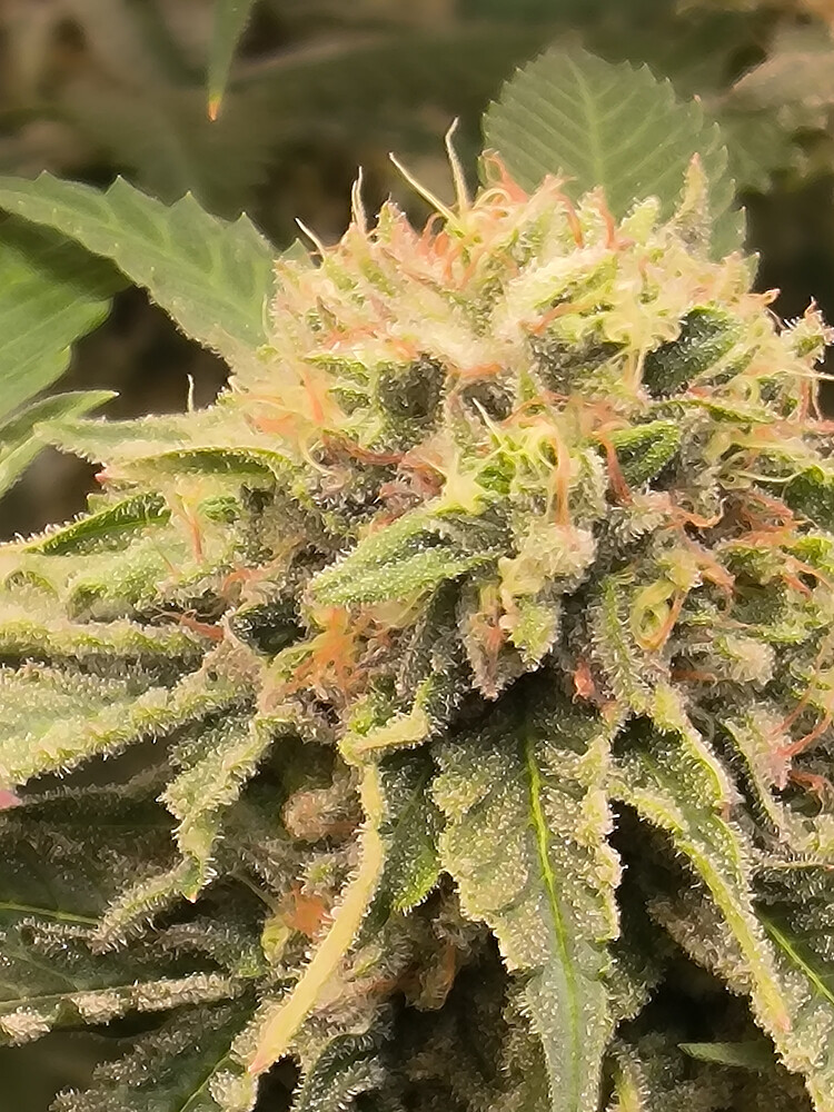 Growreport Bild 12