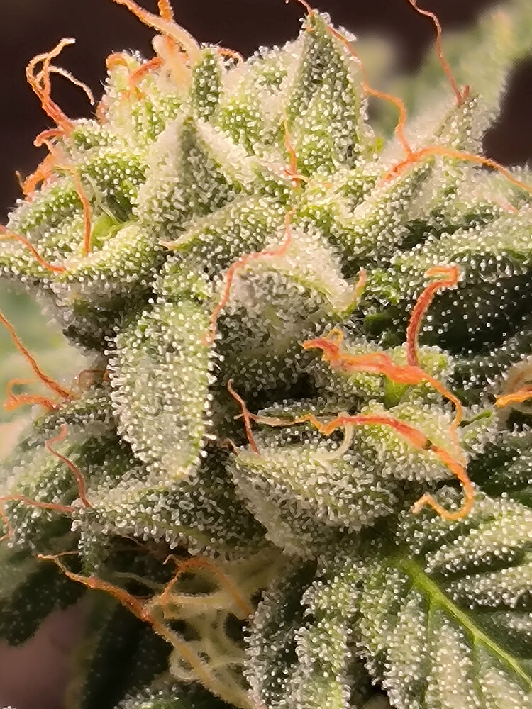 Growreport Bild 6