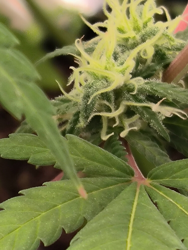 Growreport Bild 5