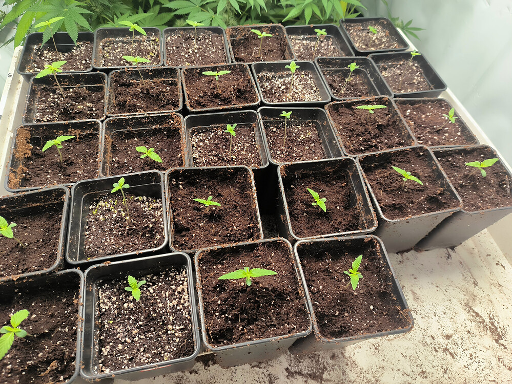 Growreport Bild 13