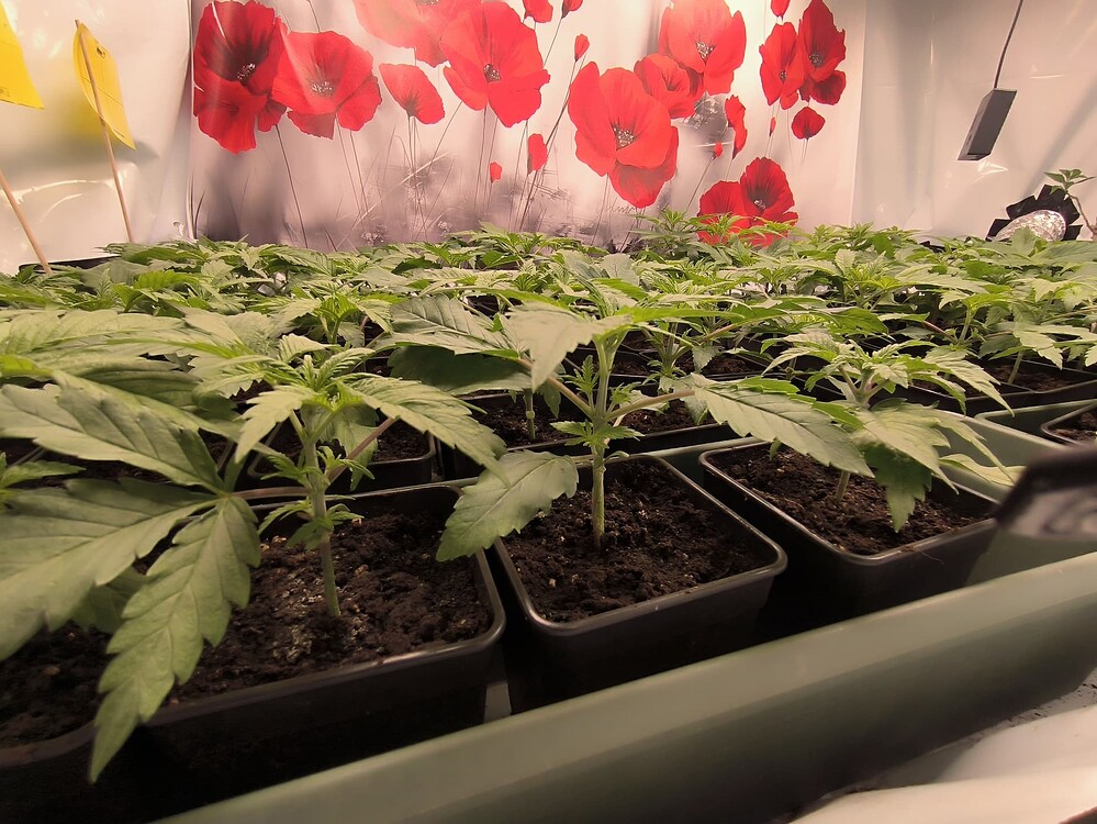 Viele junge Cannabispflanzen in kleinen schwarzen Töpfen stehen dicht nebeneinander in einer Growbox. Im Hintergrund ist eine Wand mit einem Muster aus roten Mohnblumen zu sehen.