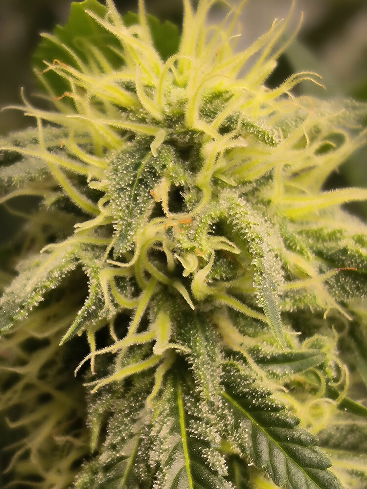 Growreport Bild 4
