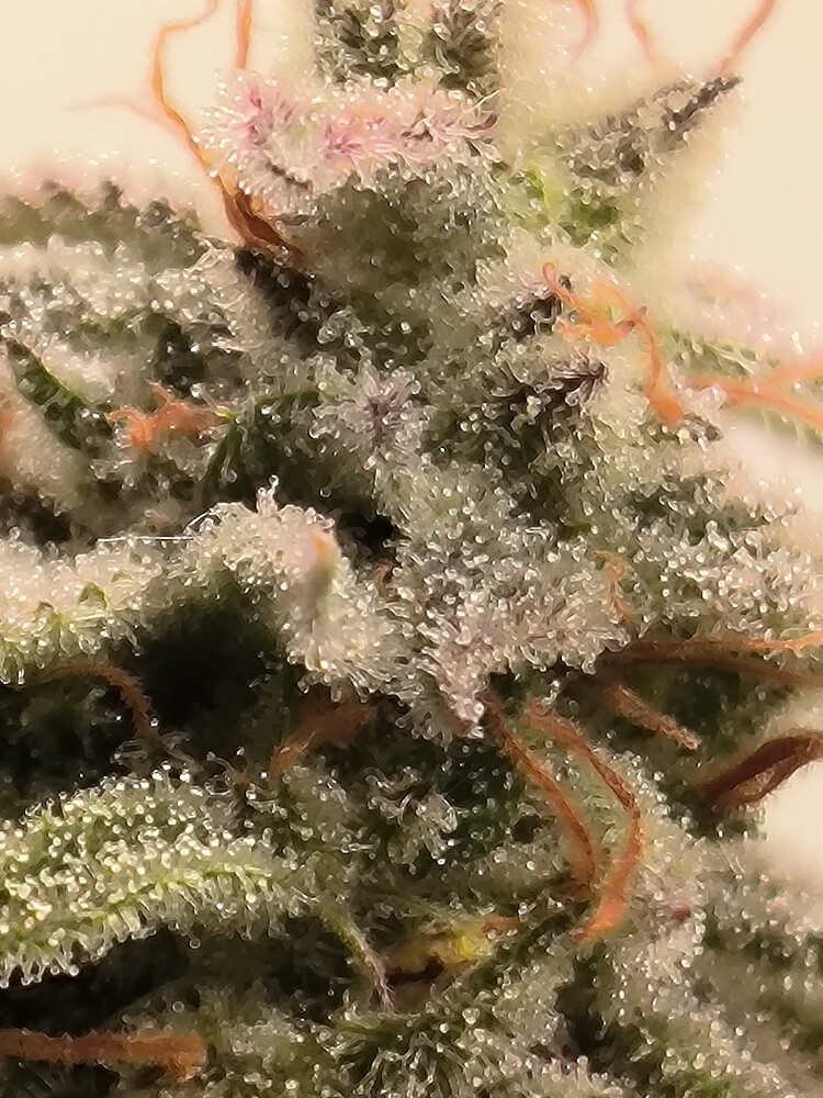 Nahaufnahme eines Cannabis-Buds mit vielen Trichomen und einigen orangefarbenen Stempeln.