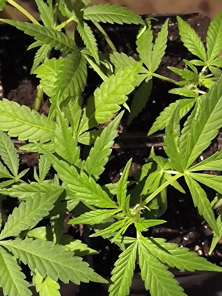 Growreport Bild 18