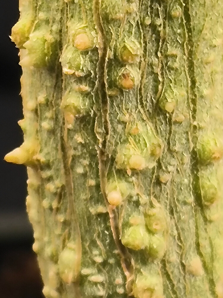 Growreport Bild 12