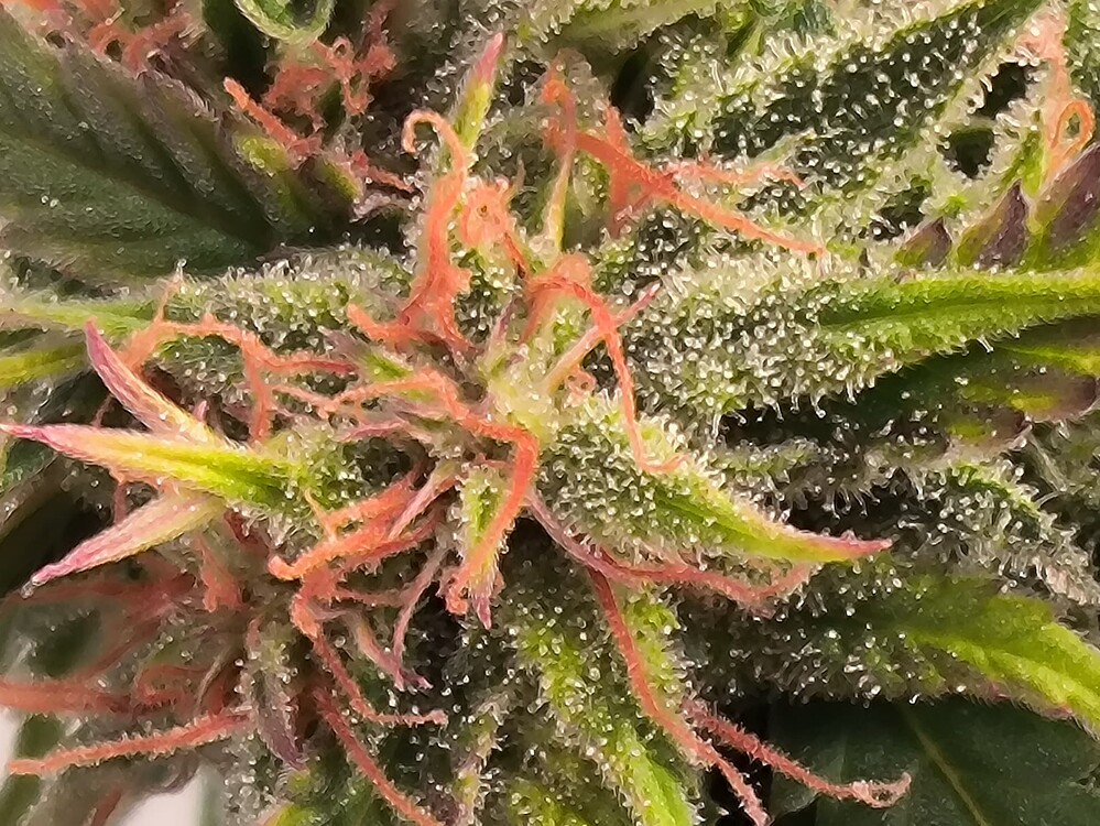 Nahaufnahme eines Cannabis-Buds mit vielen Trichomen und einigen roten Stempeln.