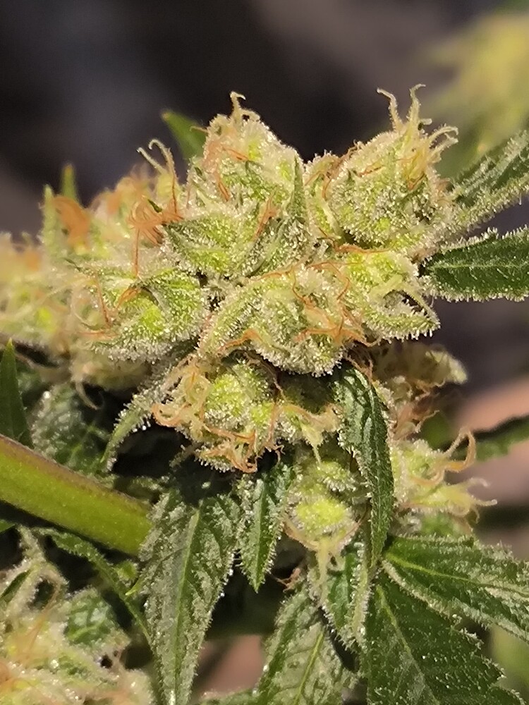 Nahaufnahme eines Cannabis-Buds mit Trichomen und Pistillen.