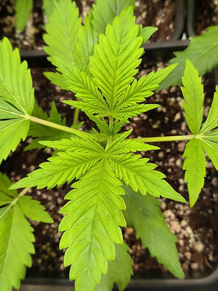Eine junge Cannabis-Pflanze mit hellgrünen Blättern, die sich in der Wachstumsphase befindet.