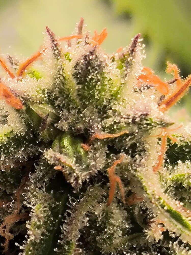 Nahaufnahme eines Cannabis-Buds mit vielen Trichomen und einigen orangefarbenen Stempeln.