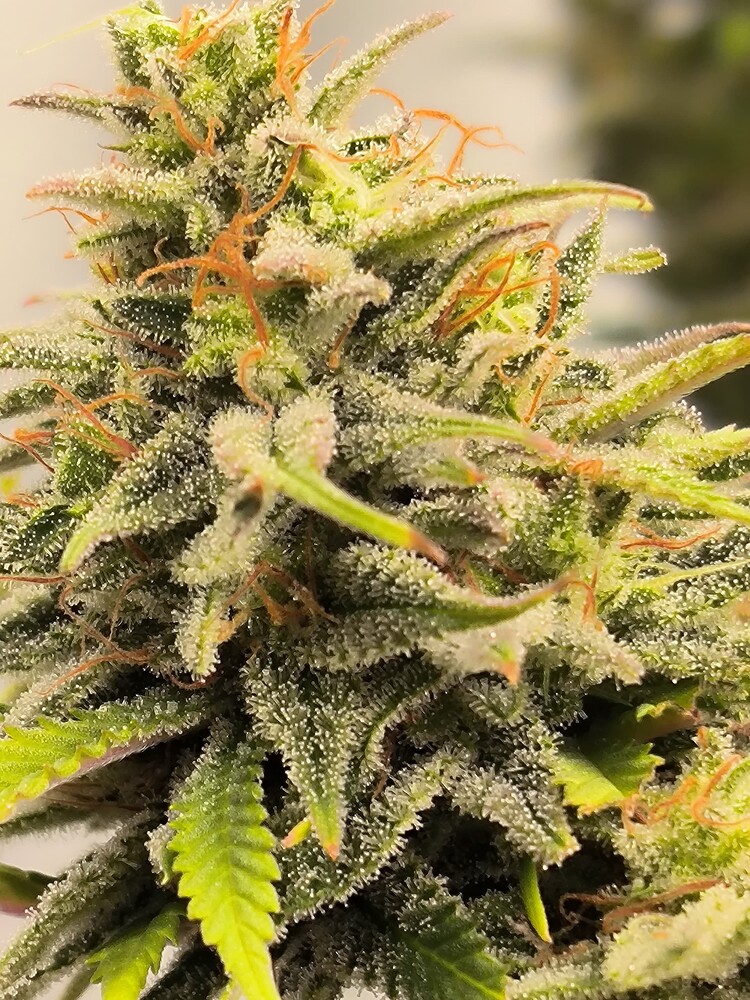 Nahaufnahme eines Cannabis-Buds mit vielen Trichomen und orangefarbenen Stempeln.
