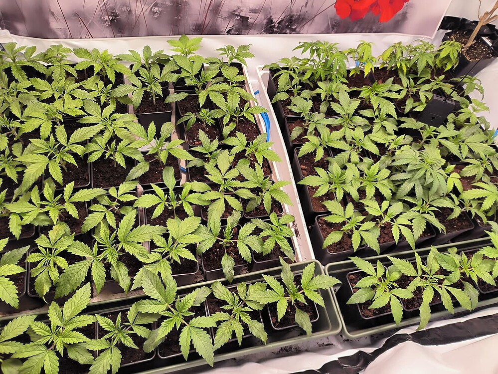 Mehrere junge Cannabis-Pflanzen in kleinen Töpfen, die dicht nebeneinander in zwei Reihen angeordnet sind. Die Pflanzen zeigen deutliche Anzeichen von vegetativem Wachstum mit mehreren Blattpaaren.