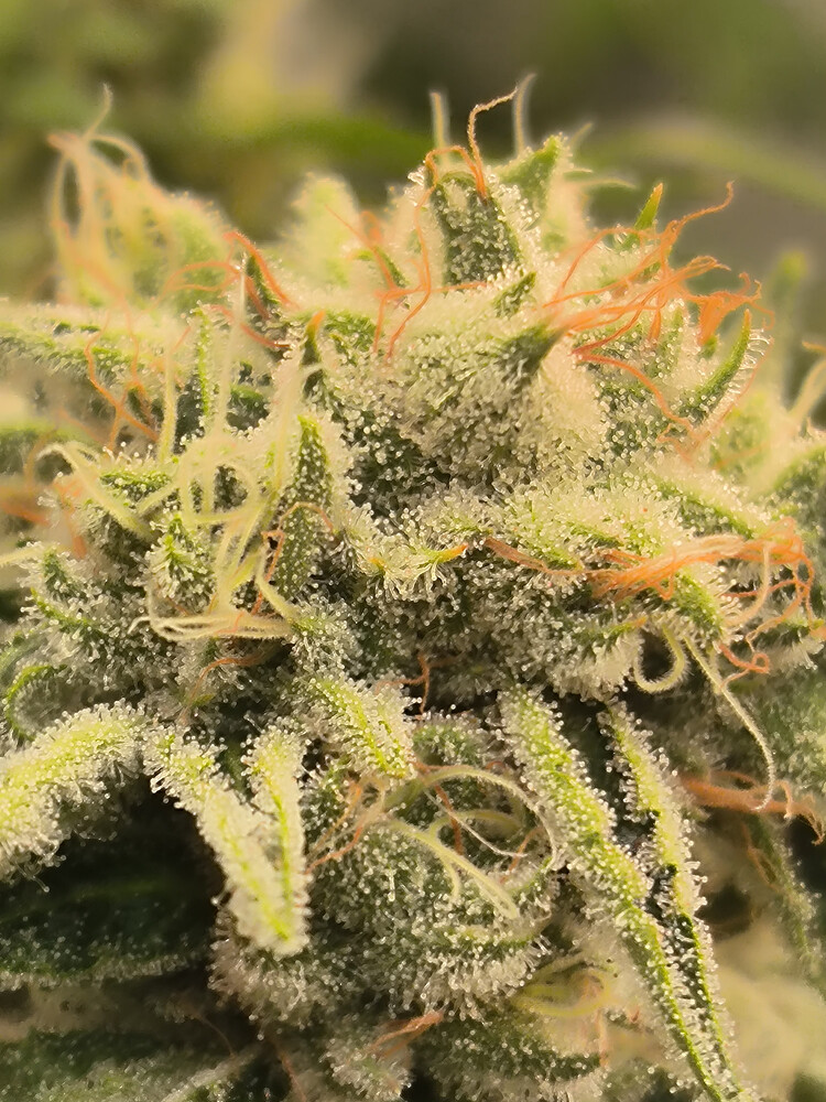 Growreport Bild 16