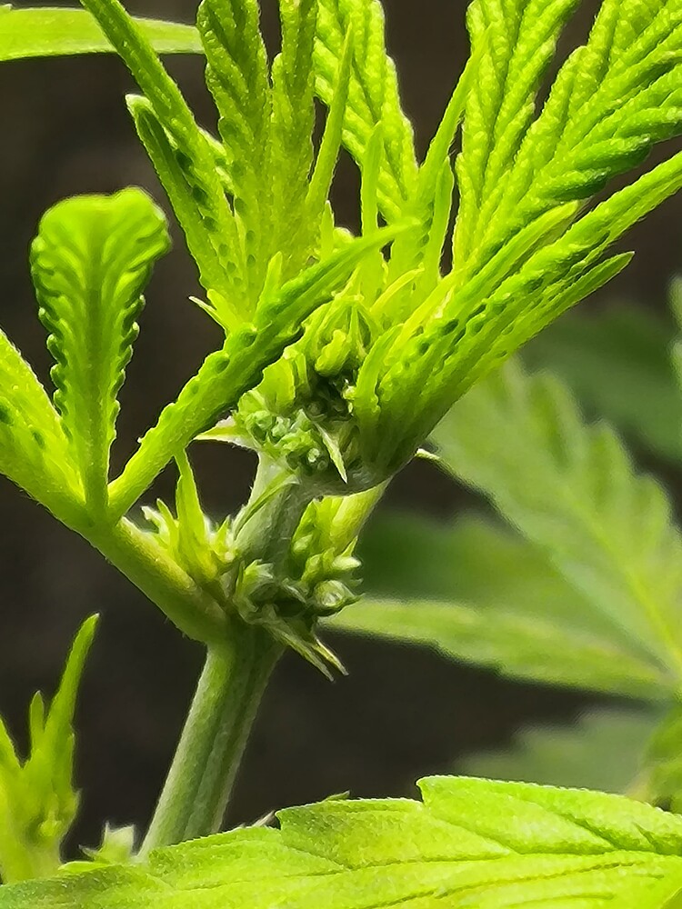 Nahaufnahme eines jungen Cannabis-Stammes mit beginnenden Blütenansätzen und jungen Blättern.