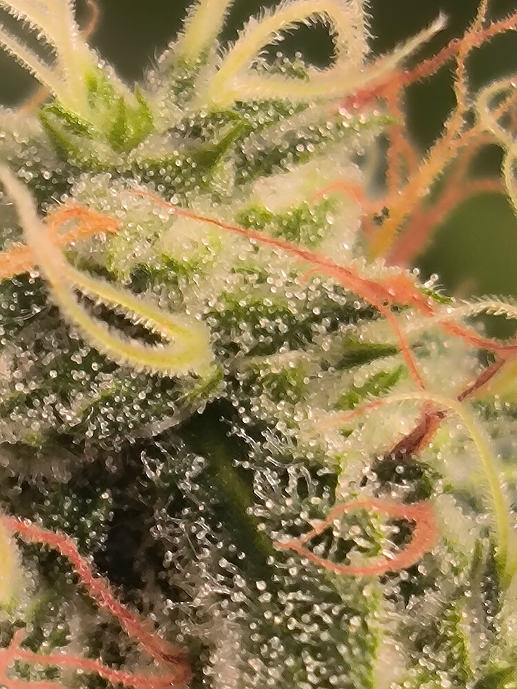 Growreport Bild 14