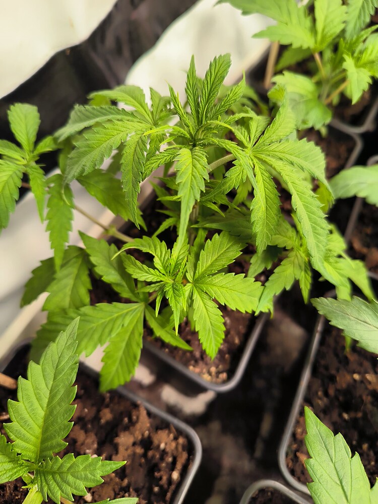 Growreport Bild 23