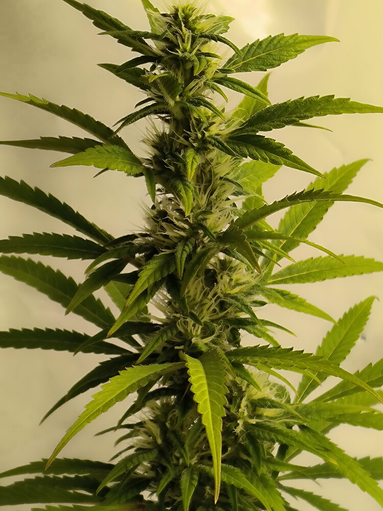 Growreport Bild 73