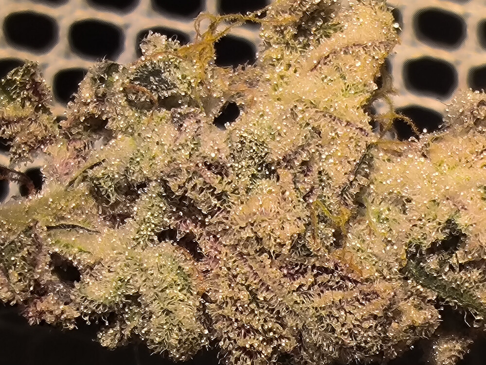 Growreport Bild 29