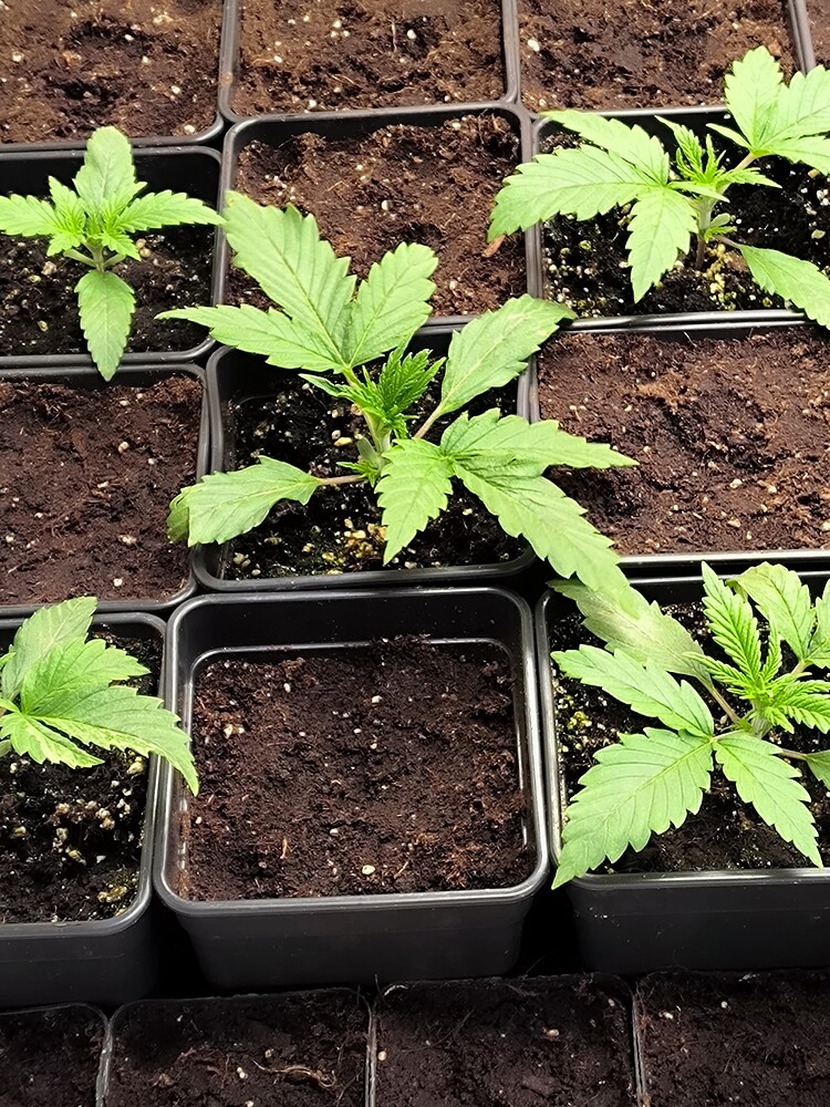 Mehrere junge Cannabis-Pflanzen in kleinen schwarzen Töpfen, die sich im frühen Wachstumsstadium befinden. Die Blätter sind hellgrün und zeigen die typische Fächerform.