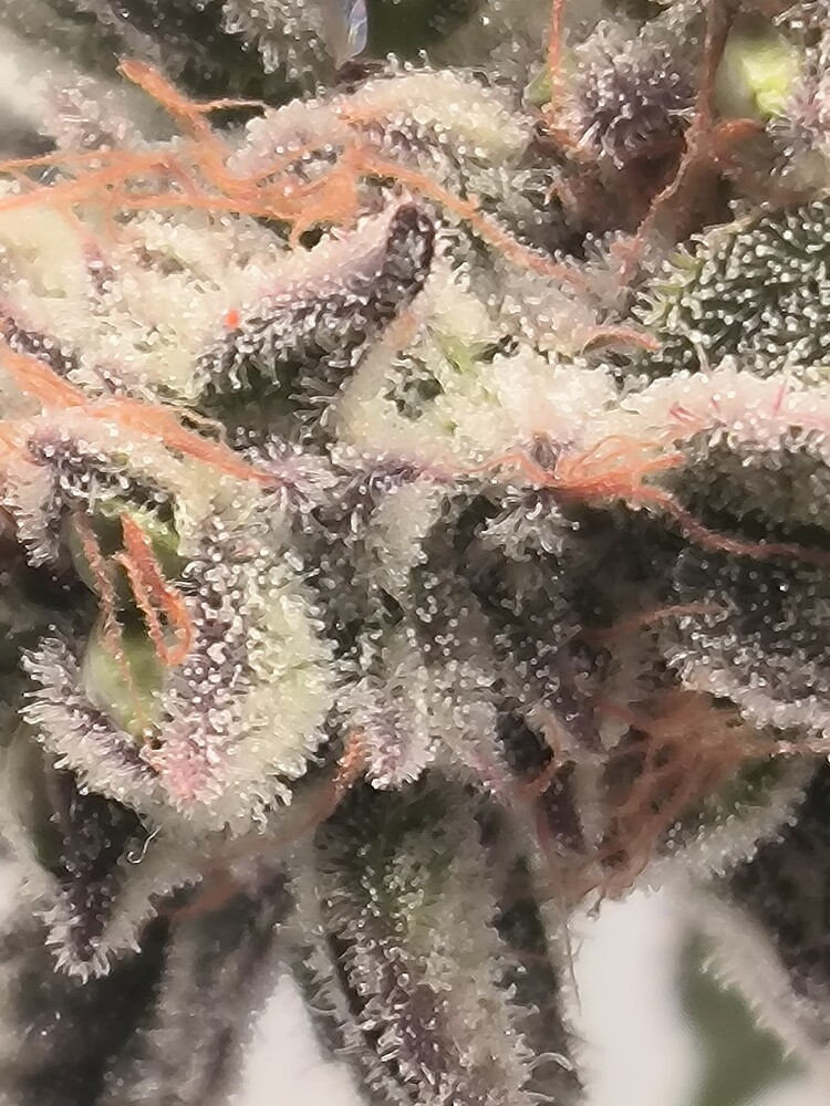Nahaufnahme eines Cannabis-Buds mit vielen Trichomen und orangefarbenen Stempeln.