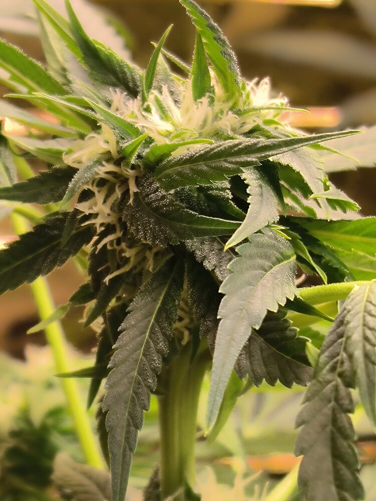 Growreport Bild 16