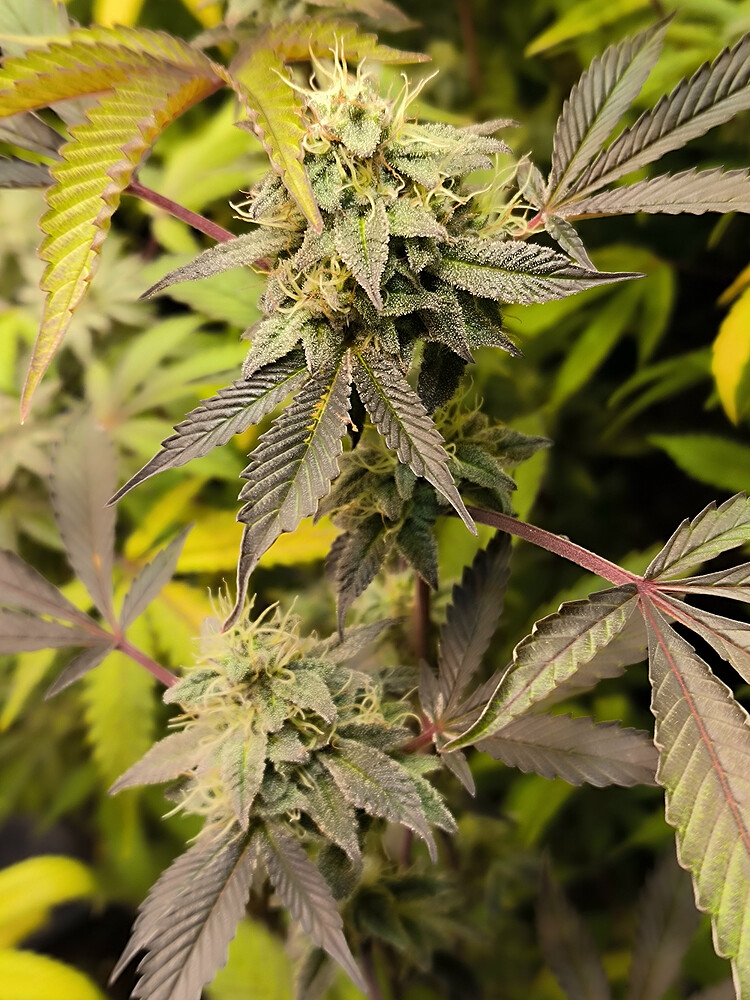 Growreport Bild 3