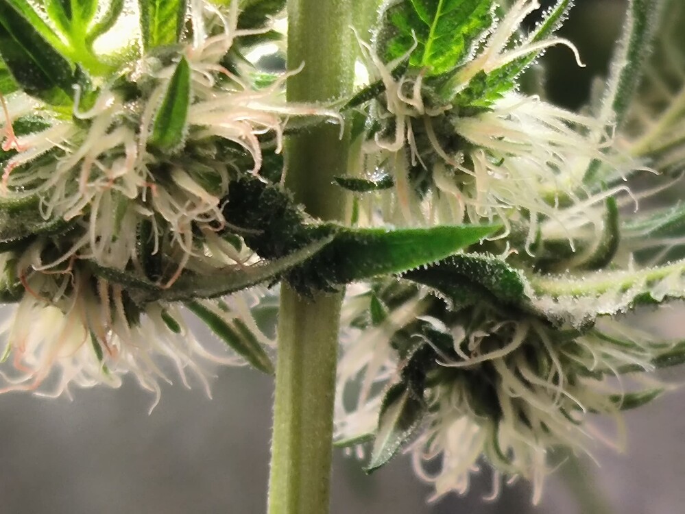 Nahaufnahme von Cannabis-Blüten mit vielen weißen Stigmen und Trichomen, die auf einem dicken Stiel wachsen.