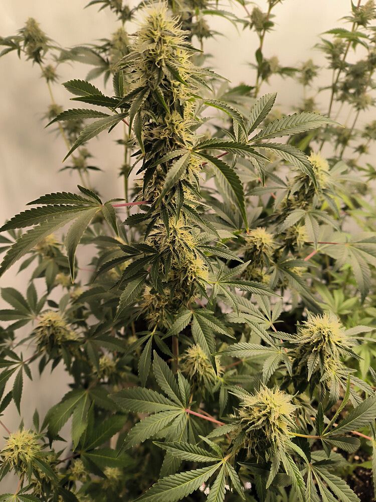 Growreport Bild 13