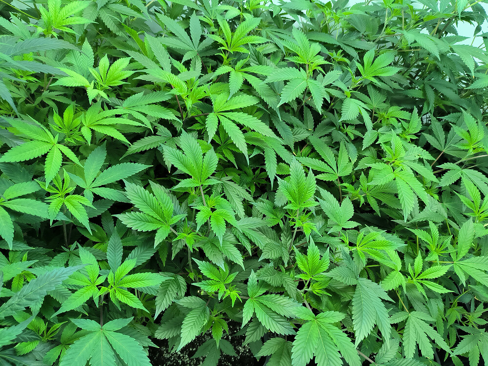 Growreport Bild 8