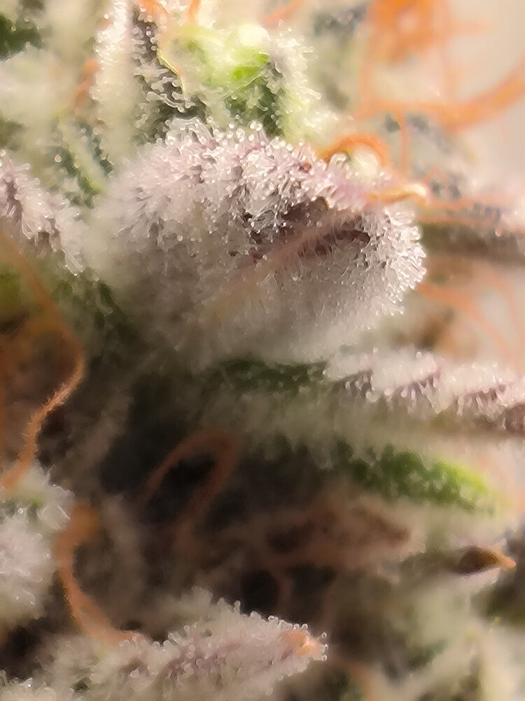 Growreport Bild 11