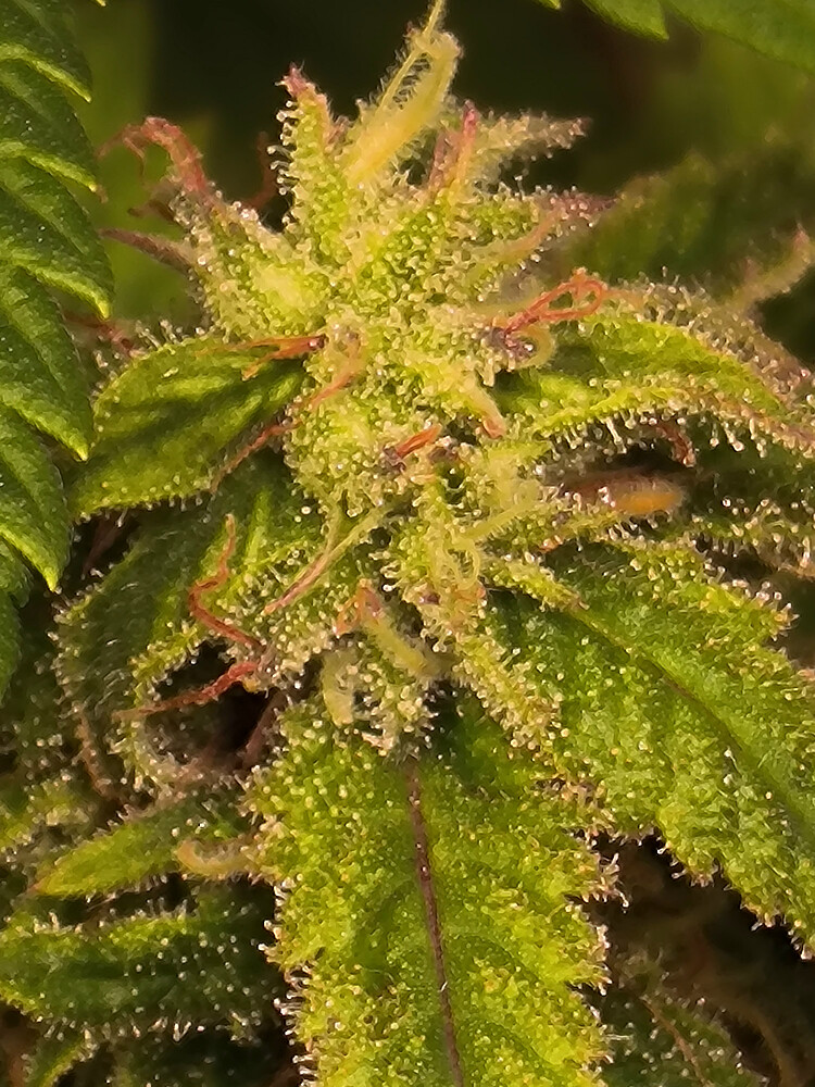 Growreport Bild 2