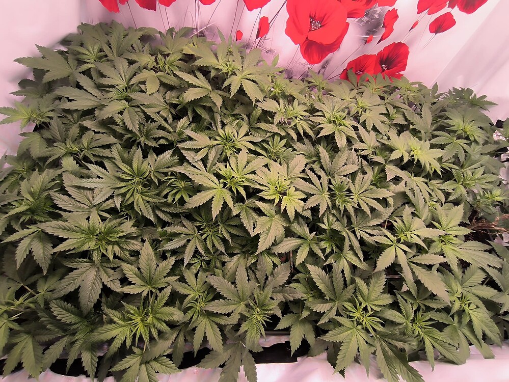 Eine dichte Ansammlung von jungen Cannabis-Pflanzen im Wuchsstadium, die sich dicht aneinanderreihen. Die Blätter sind hellgrün und zeigen eine gesunde Wachstumsstruktur. Im Hintergrund ist eine weiße Fläche mit roten Mohnblumen-Motiven zu sehen.