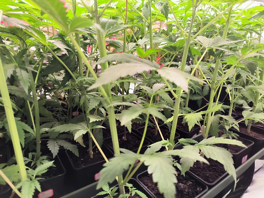 Viele junge Cannabis-Pflanzen in kleinen schwarzen Töpfen, die dicht nebeneinander in Reihen stehen. Die Pflanzen sind im Wuchsstadium und zeigen deutliche Blätter und Stängel.