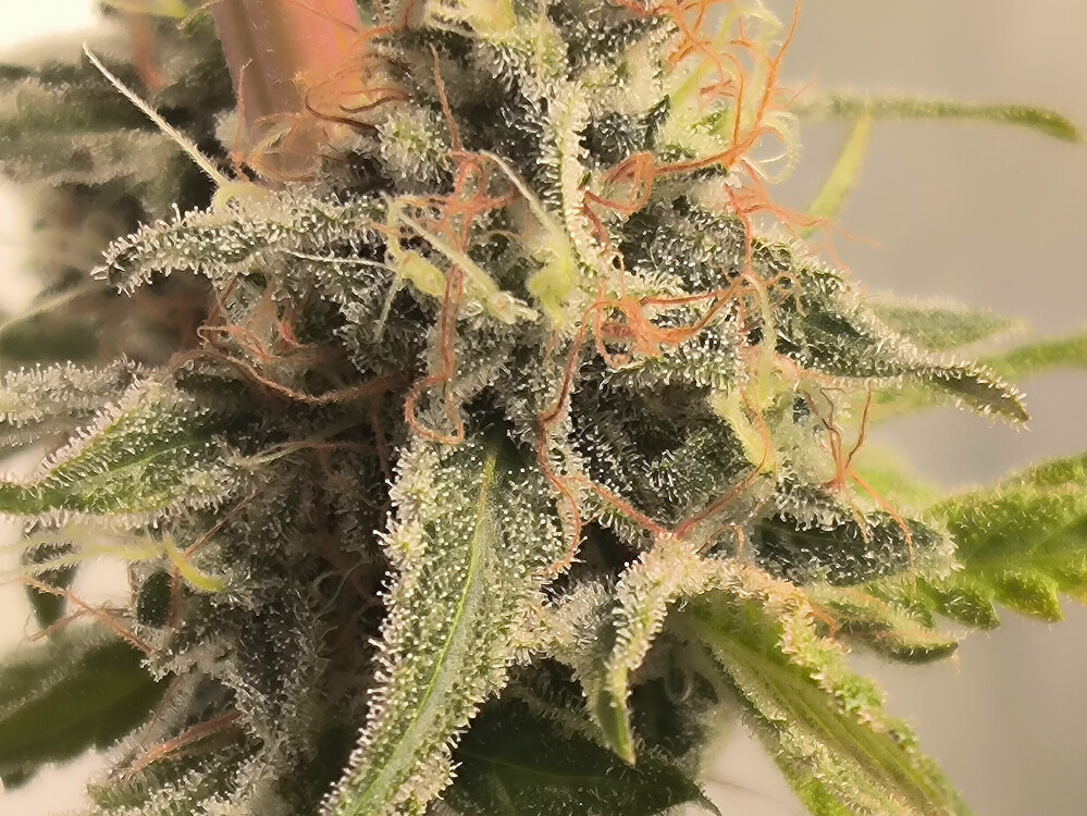 Growreport Bild 23