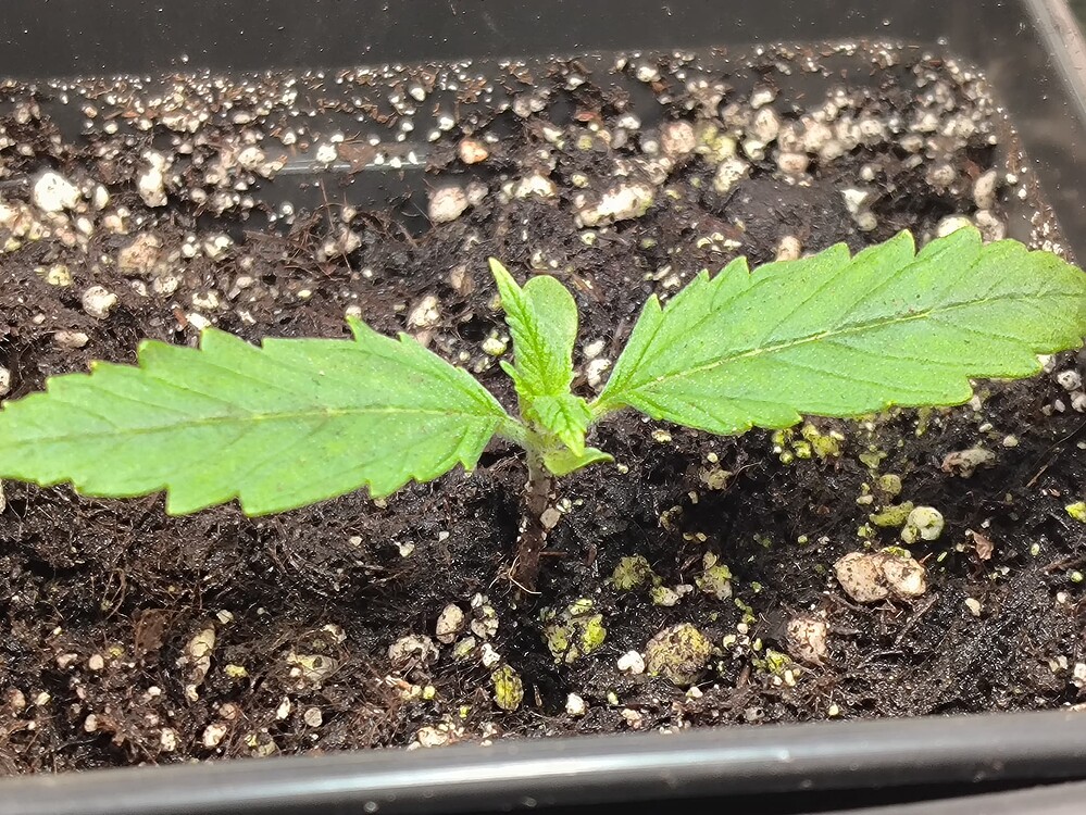 Eine junge Cannabis-Pflanze im Sämlingsstadium mit zwei Keimblättern und einem beginnenden neuen Blattpaar, das aus der Mitte wächst. Die Pflanze steht in dunkler Erde mit einigen weißen und gelblichen Partikeln.