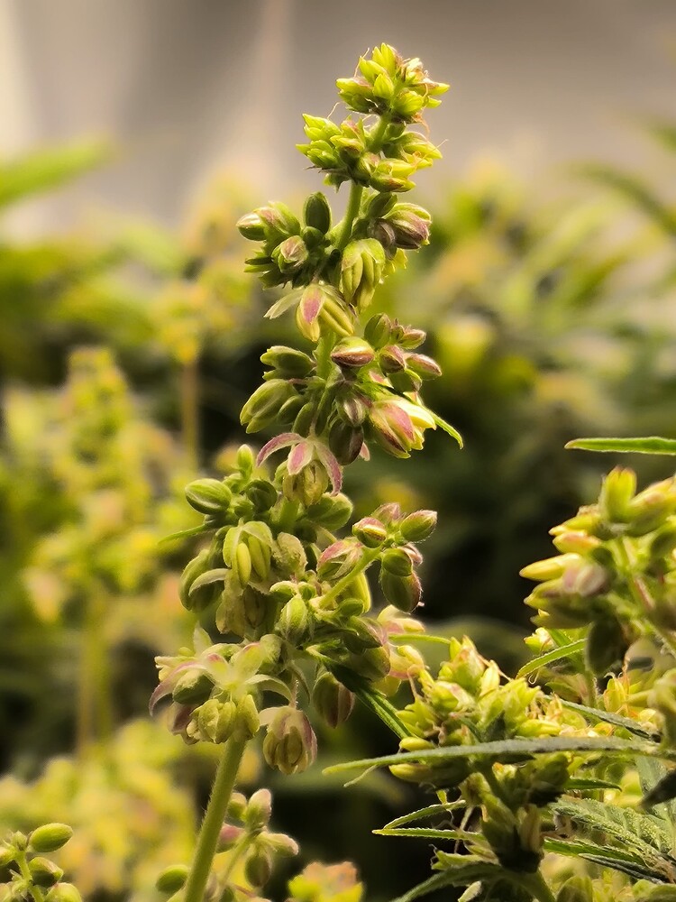 Ein einzelner männlicher Cannabis-Blütenstand mit mehreren kleinen, noch geschlossenen Blüten und einigen geöffneten Blüten, die Pollen abgeben könnten. Der Hintergrund ist unscharf und zeigt weitere Pflanzen.